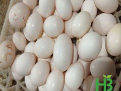 鸽子蛋的市场价格鸽子蛋价格行情北京鸽子蛋价格