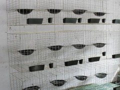 供应鸽子笼 养殖笼 鸽子笼批发  鸽子笼厂家