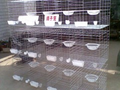 普通鸽子笼 养殖笼 鸽子笼批发  鸽子笼厂家