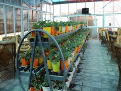 美德莱特草莓苗_草莓种苗_草莓生产苗_穴盘草莓苗_裸根草莓苗_草莓苗批发_草莓苗价格_草莓苗价钱