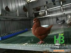 鸽子 观赏鸽子 大鼻子 肉鸽 两头乌鸽子