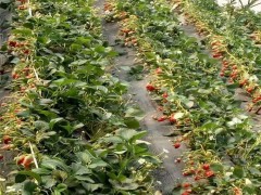 草莓苗草莓王子大棚草莓苗丰产好草莓苗高杆草莓苗