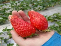 达纳草莓苗_草莓种苗_草莓生产苗_穴盘草莓苗_裸根草莓苗_草莓苗批发_草莓苗价格_草莓苗价钱