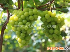 葡萄秋苗种植好货源好价格