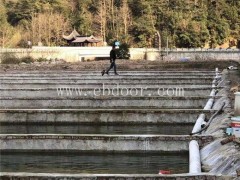 石斑鱼苗批发-鼎鸿石斑鱼苗品质好-石斑鱼苗批发多少钱