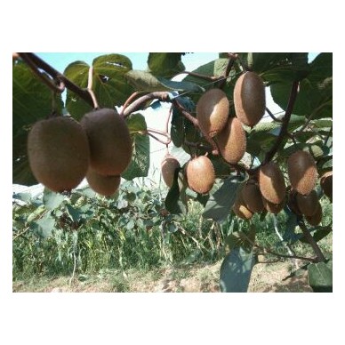 [供]大量供应翠香，徐香，海沃德猕猴桃。