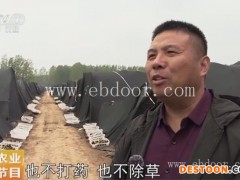 鸿福羊肚菌栽培技术(图)-羊肚菌的菌种电话-民权羊肚菌的菌种