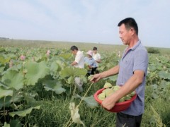 安徽庐江太空莲绽放“经济”花