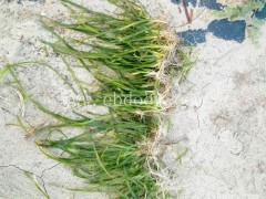 常绿矮型苦草种植基地-众禾水生植物-潍坊矮型苦草种植基地