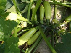 西葫芦夏季大棚种植及技术要点剖析