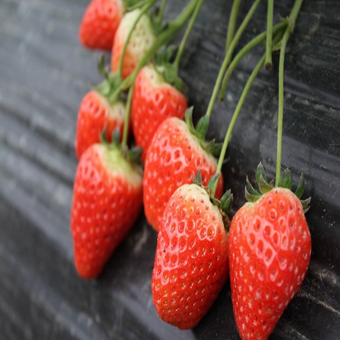 山东草莓苗种植基地 草莓小苗生态环境 新品种草莓秧苗亩产量 泰安润林苗木销售各种果树苗 欢迎基地购苗