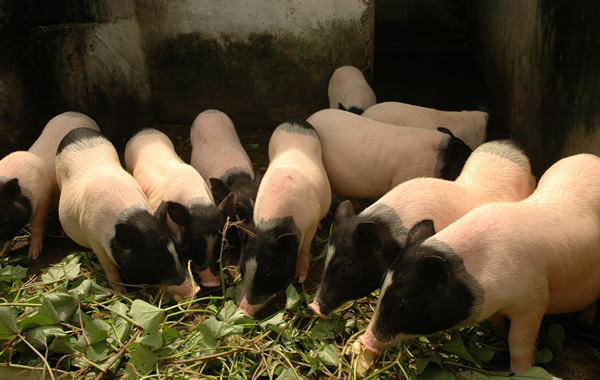 香猪养殖基地  免费提供香猪养殖技术  巴马香猪价格  藏香猪价格  野猪价格