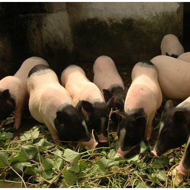 香猪养殖基地  免费提供香猪养殖技术  巴马香猪价格  藏香猪价格  野猪价格
