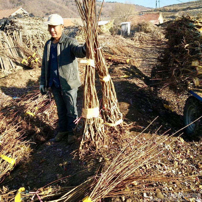东北大榛子 大榛子苗 大榛子苗价格