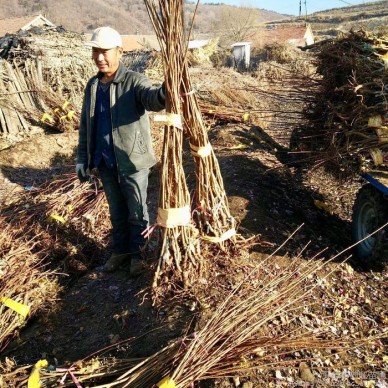东北大榛子 大榛子苗 大榛子苗价格