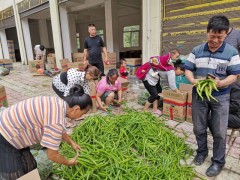 织金县:发力产销对接，助推“黔货出山”