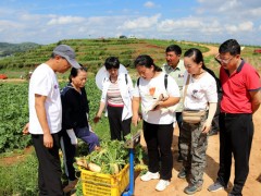 威宁:耐抽薹性萝卜新品种“大韩白春”单季亩产6350公斤 产值达6985元