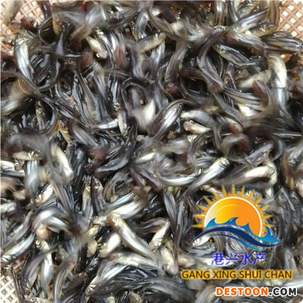 港兴水产 巴沙鱼苗下塘水温几度成活率更高-濮阳鱼苗批发