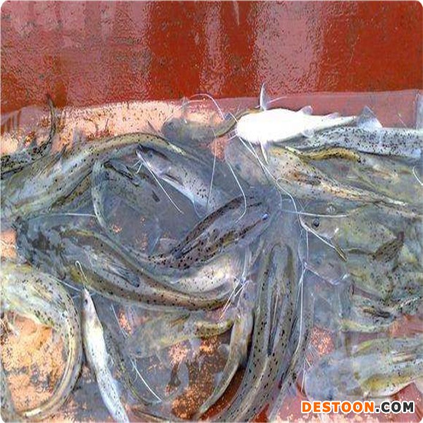 港兴水产淡水鱼苗批发 西江钳鱼苗批发|白须钳鱼苗|鱼苗