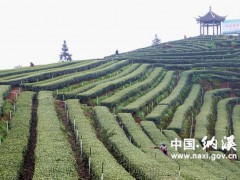 纳溪区梅岭茶叶主题公园入围第二批省级示范农业主题公园名单
