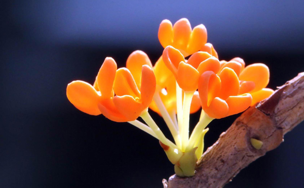 桂花苗木的经济收益主要有哪些?收益最大的是哪方面? 桂花苗木的经济收益主要有哪些?收益最大的是哪方面?