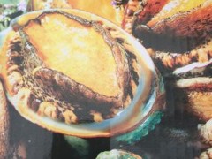 供应华威盛世1＊15kg批发鲍鱼