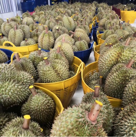 [供]泰国A级榴莲