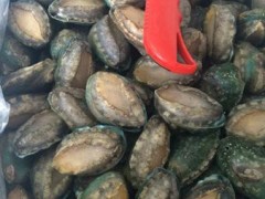 供应华威盛世1＊15kg 特价鲍鱼