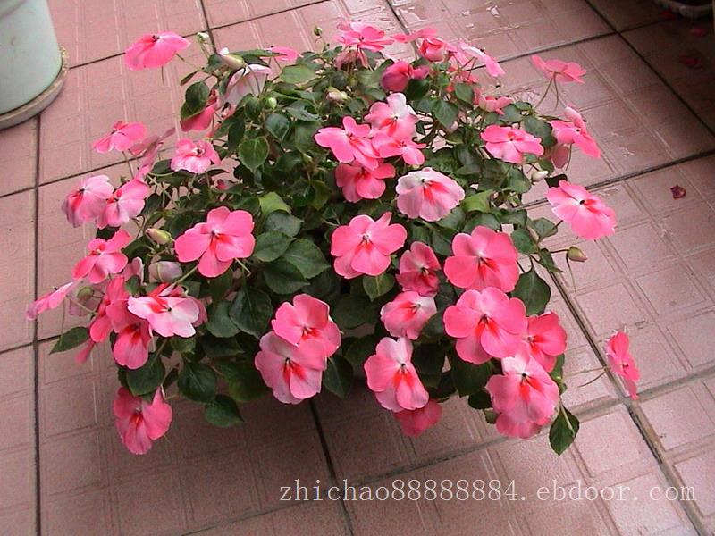 【辣么好】“志超”凤仙批发【棒】凤仙种植基地