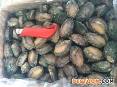 供应华威盛世1＊15kg冷冻鲍鱼