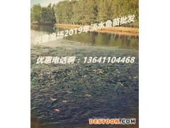 供应北京草鱼价格/鲤鱼价格