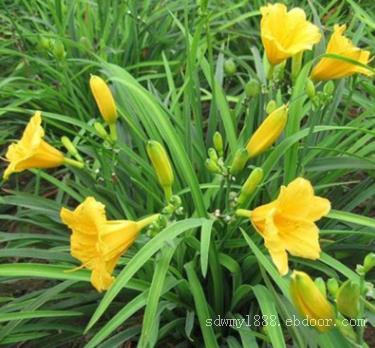 金娃娃萱草种植基地|供应山东物超所值的金娃娃萱草