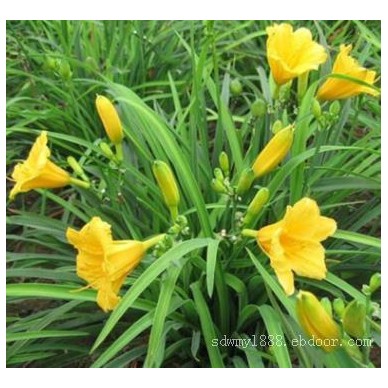 金娃娃萱草种植基地|供应山东物超所值的金娃娃萱草
