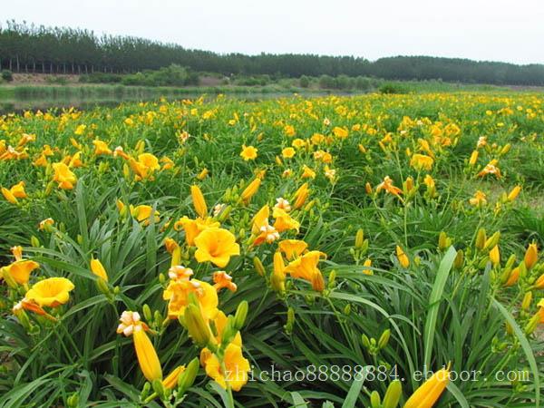 金娃娃萱草在山东哪里卖？金娃娃萱草种植基地当选志超花卉
