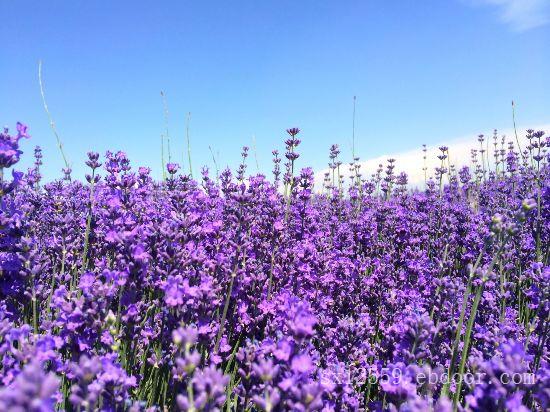 薰衣草批发|实信花卉苗木实惠的薰衣草供应