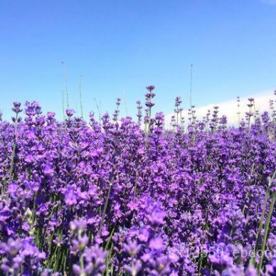 薰衣草批发|实信花卉苗木实惠的薰衣草供应