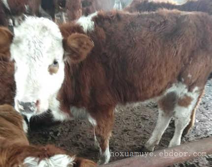 靖西鲁西黄牛多少钱