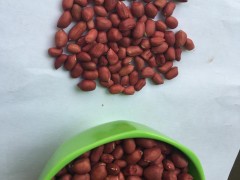 云启坤 优质精选越南进口红花生 补血  补气 佳品