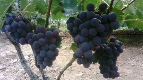 [供]万亩巨峰葡萄大量上市