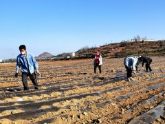 两场“战役”一同打 防疫春耕两不误 ——威宁县农业农村局一手抓疫情防控一手抓春耕消费侧记