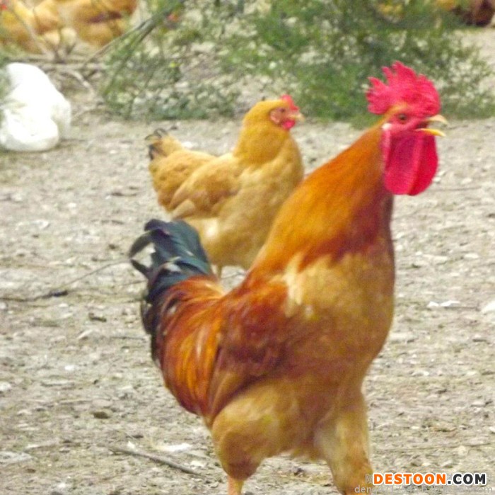 众鑫 江汉鸡苗  五黑一绿鸡苗 高产土鸡苗 绿壳鸡苗 鸡苗批发 土鸡蛋 绿壳鸡蛋 脱温种鸡苗 鸡苗孵化 鸡苗养殖技术