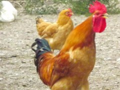 众鑫 江汉鸡苗  五黑一绿鸡苗 高产土鸡苗 绿壳鸡苗 鸡苗批发 土鸡蛋 绿壳鸡蛋 脱温种鸡苗 鸡苗孵化 鸡苗养殖技术