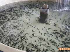 港兴水产 鲟龙鱼苗下塘水温几度合适