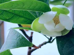 含笑栽培办法及病虫害防治措施