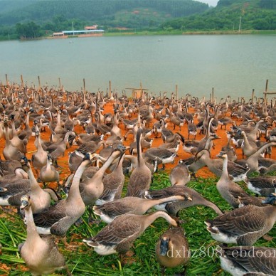 黑棕鹅出售-大量供应优惠的黑棕鹅批发