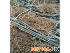 早黄无花果苗哪里供应