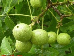 包成活          山核桃苗间距