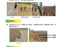 近期辣椒栽培及病虫害防治技术要点