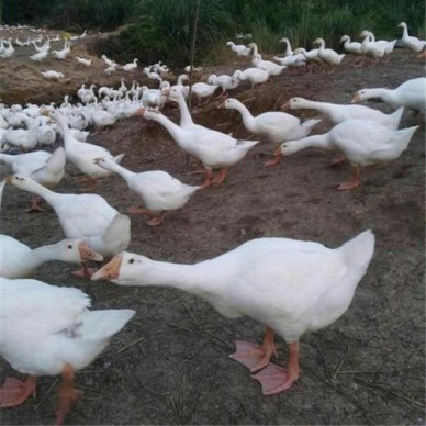 鼎发养鹅场批发丽佳鹅苗 种鹅批发 大品种鹅苗批发