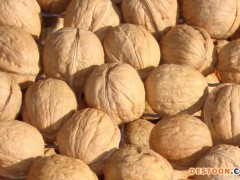 野生山核桃，绿色健康